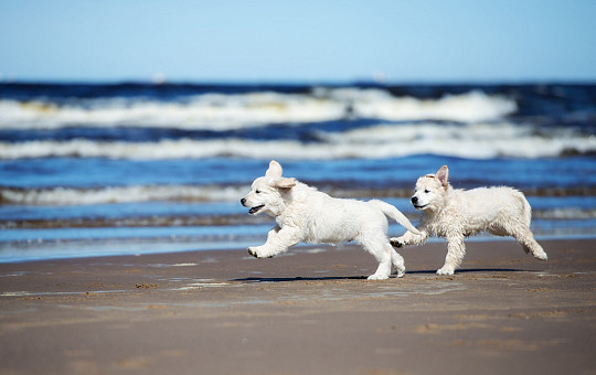 Honden op het strand
