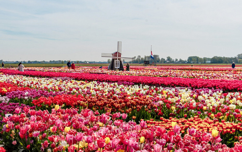 Tulip Experience Amsterdam